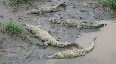  Tarcoles River Safari