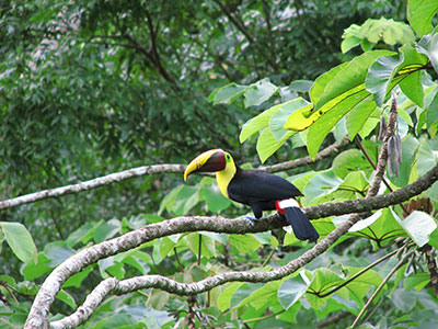 Toucan Pacific Arial Tram