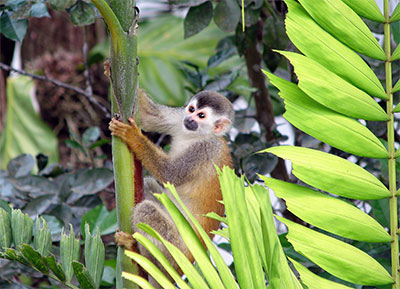 Costa Rica Monkey