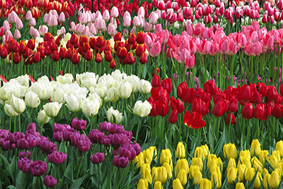 Tulip Time Keukenhof Gardens